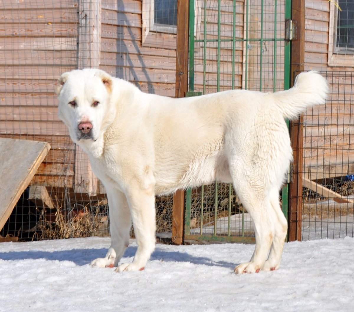 Бордер алабай