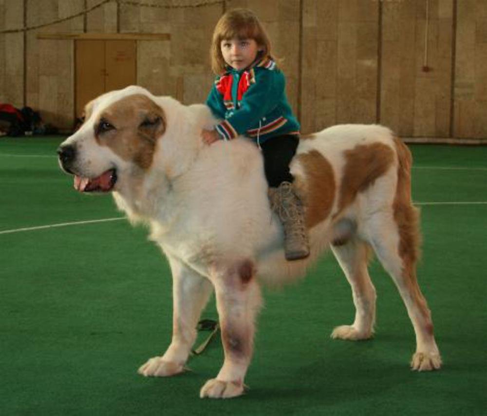 Алабай Юзбаш