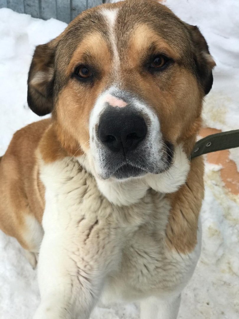 Метис алабая