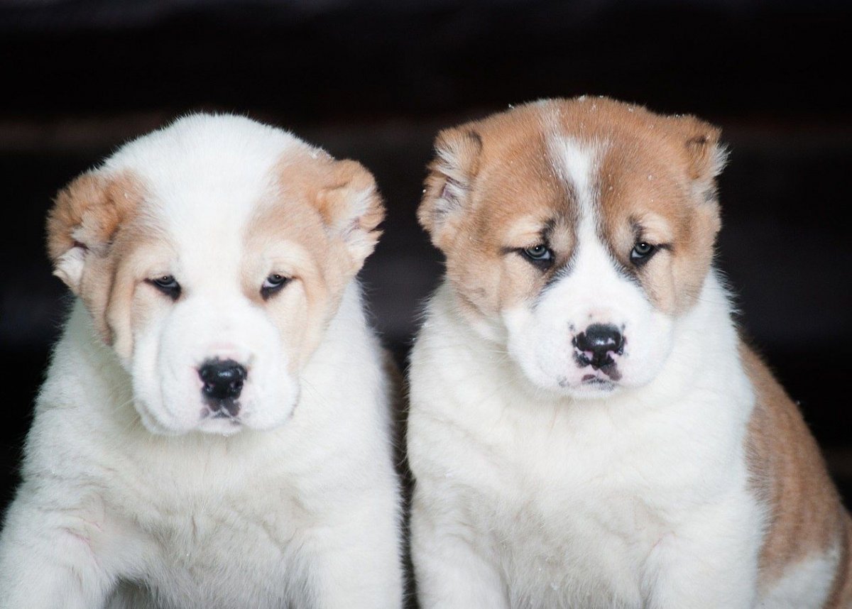 Алабай собачонки алабай собачек