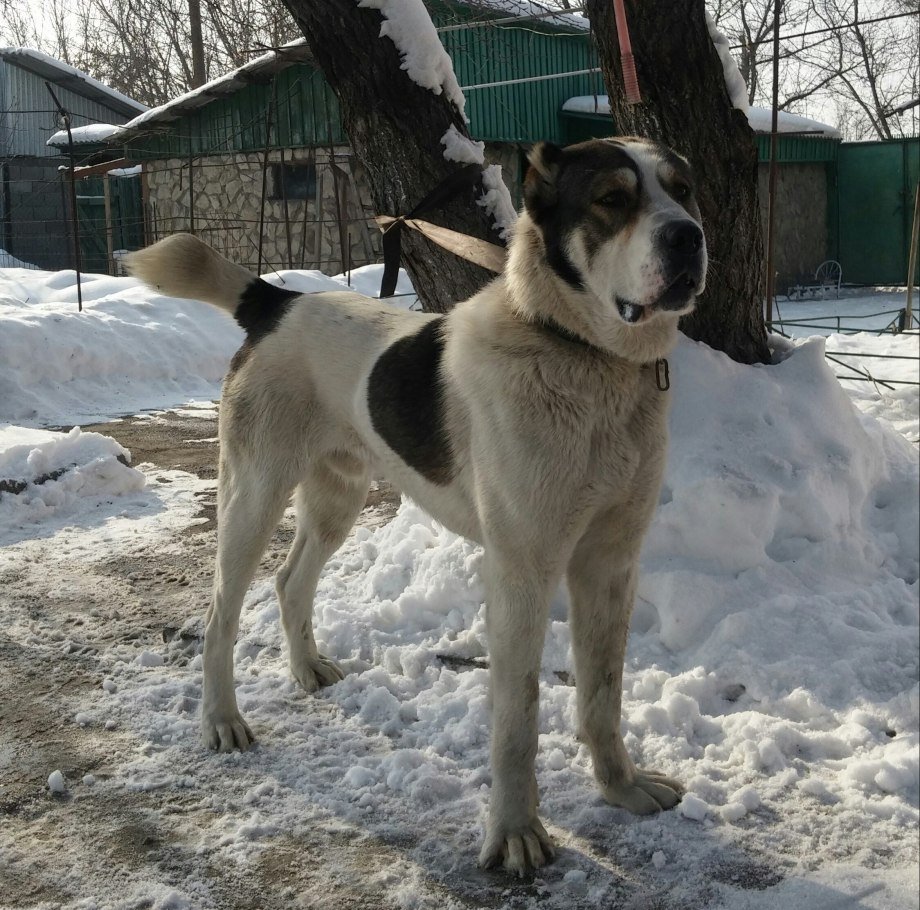 Метис питбуля и алабая