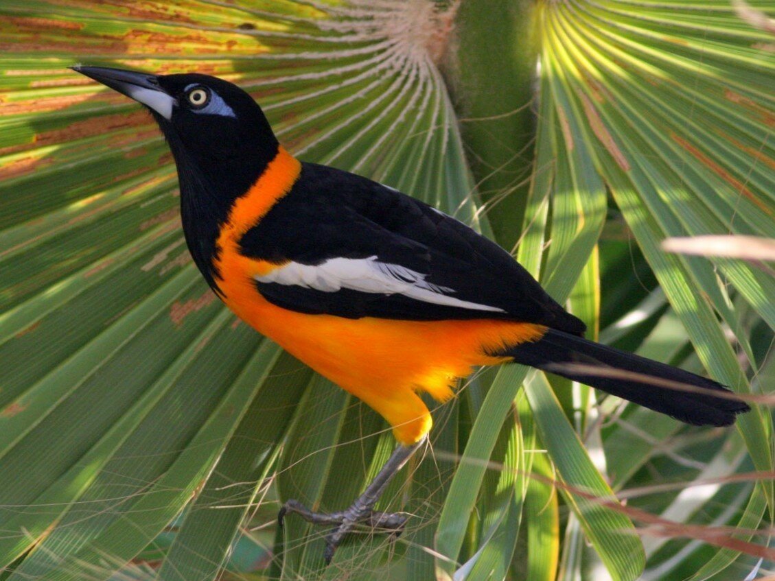 Мухоловка питоху