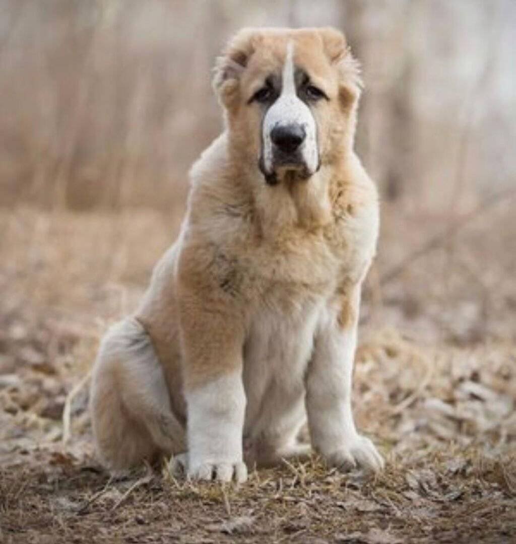 Алабай тобет