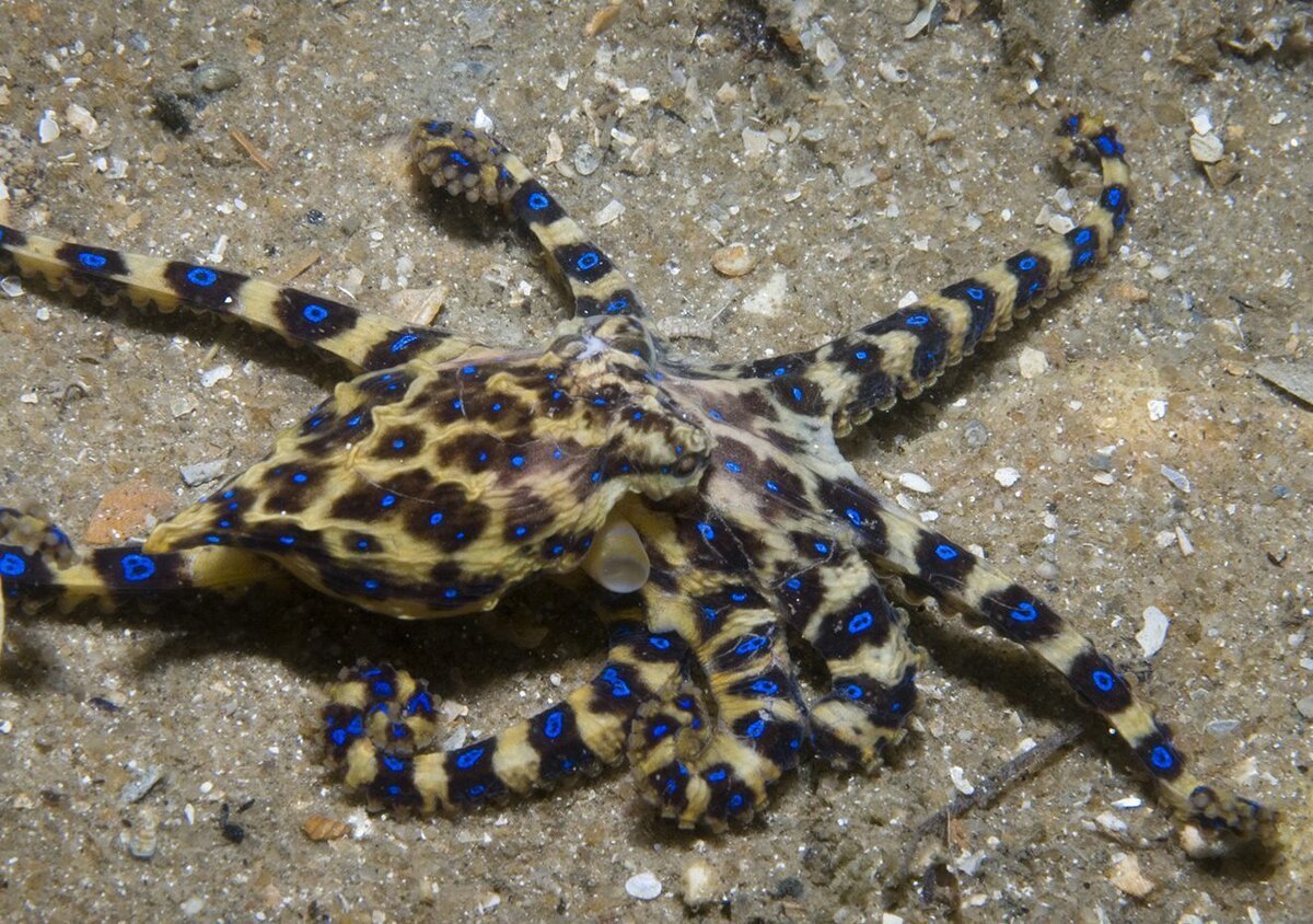 Ифрит девушка