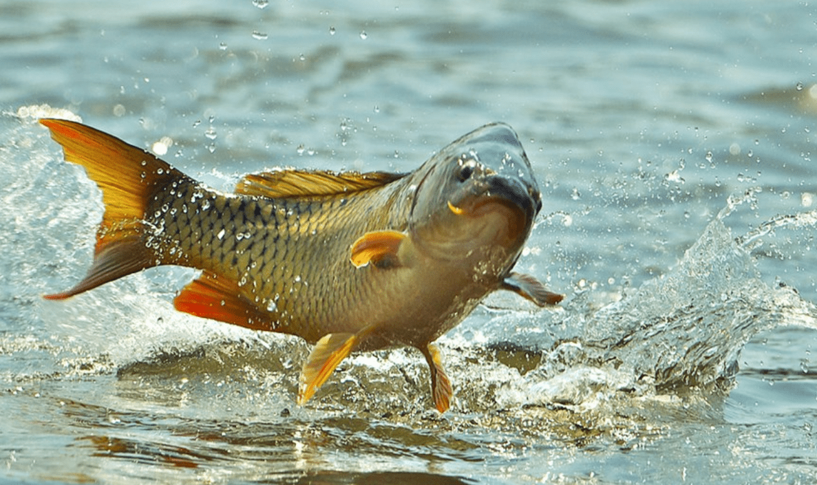 Астронотус голубой