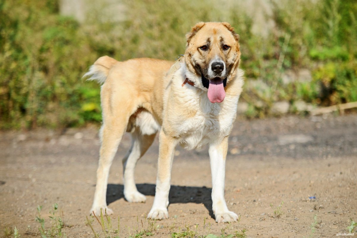 Метис алабая и лайки