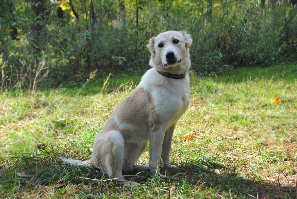 Алабай лайка метис