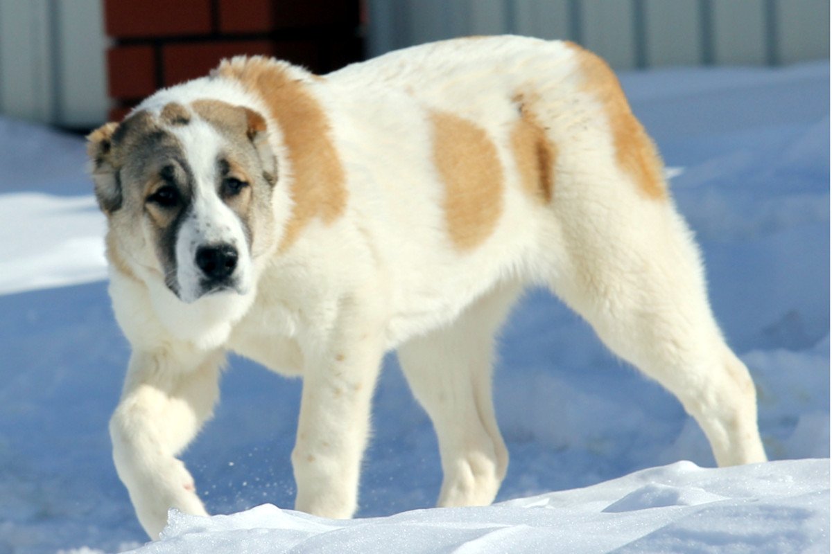 Среднеазиатская овчарка алабай