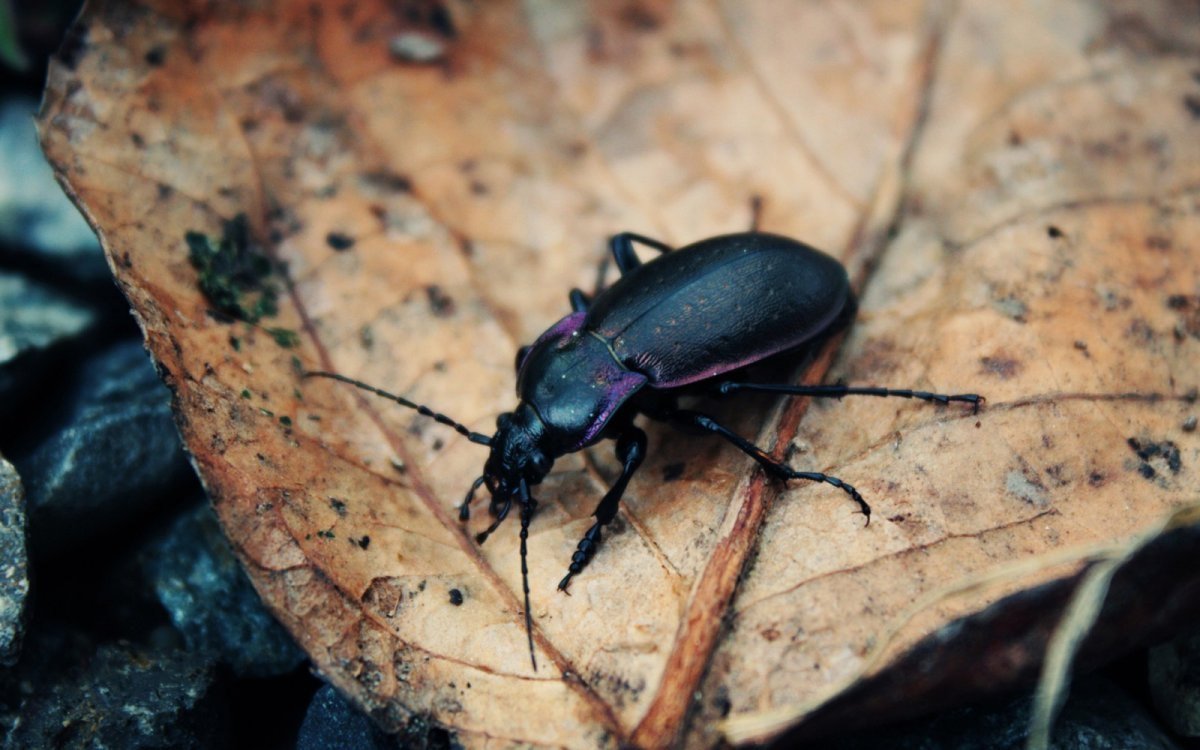 Черное насекомое с красными крыльями