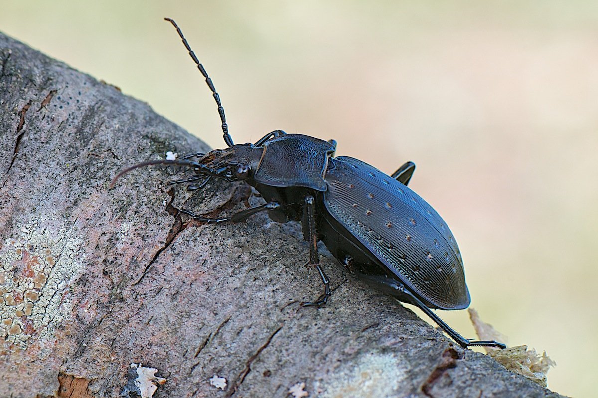 Древесный Жук черный