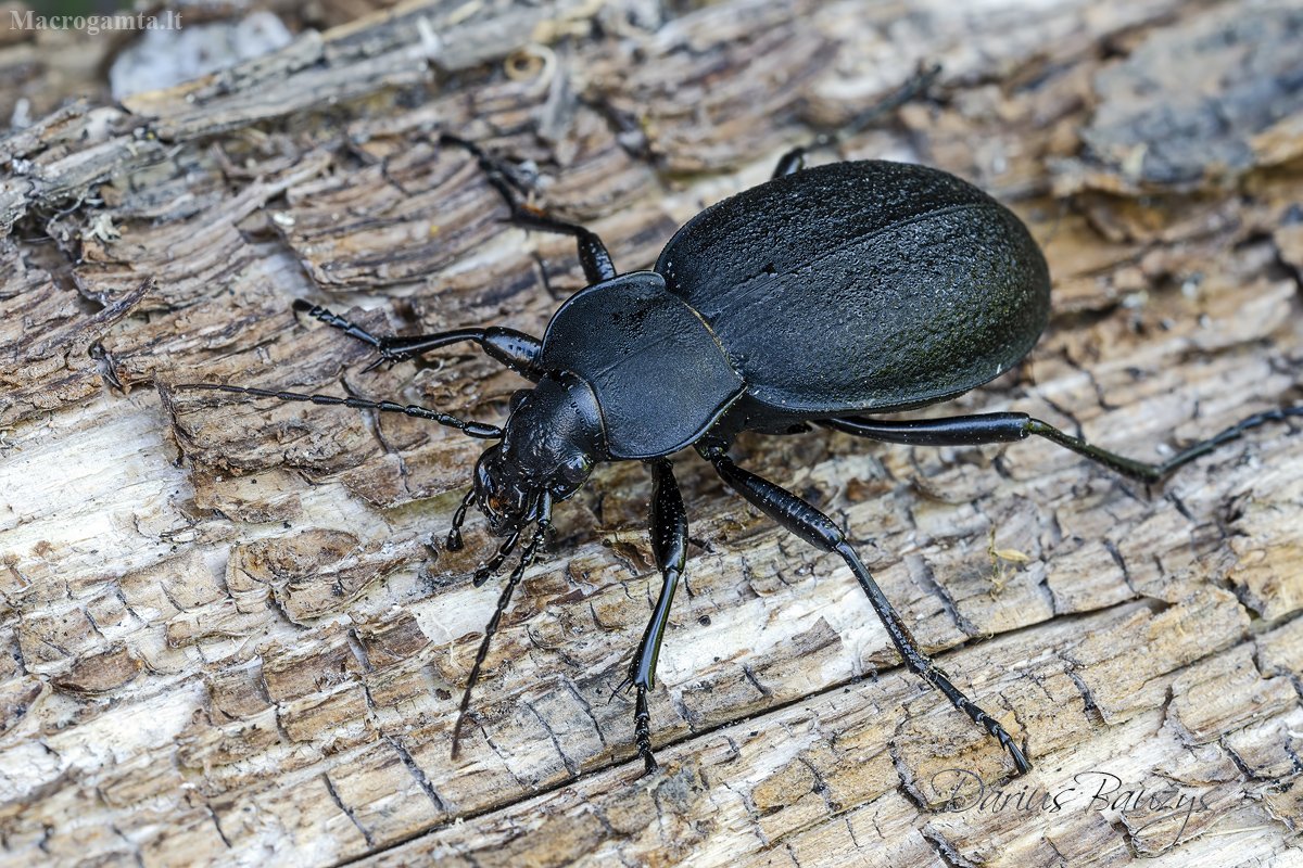 Летающие жуки в Москве