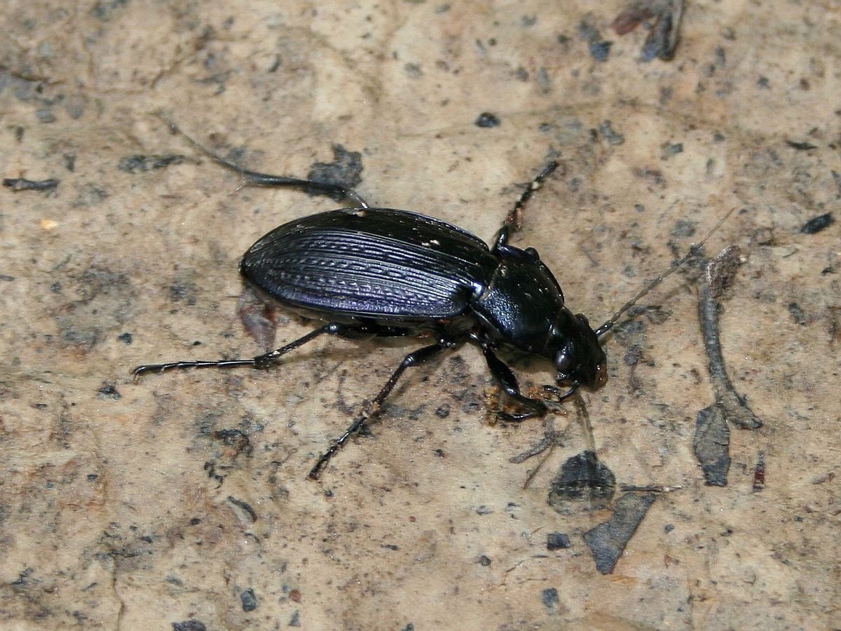 Жук усач Сосновый