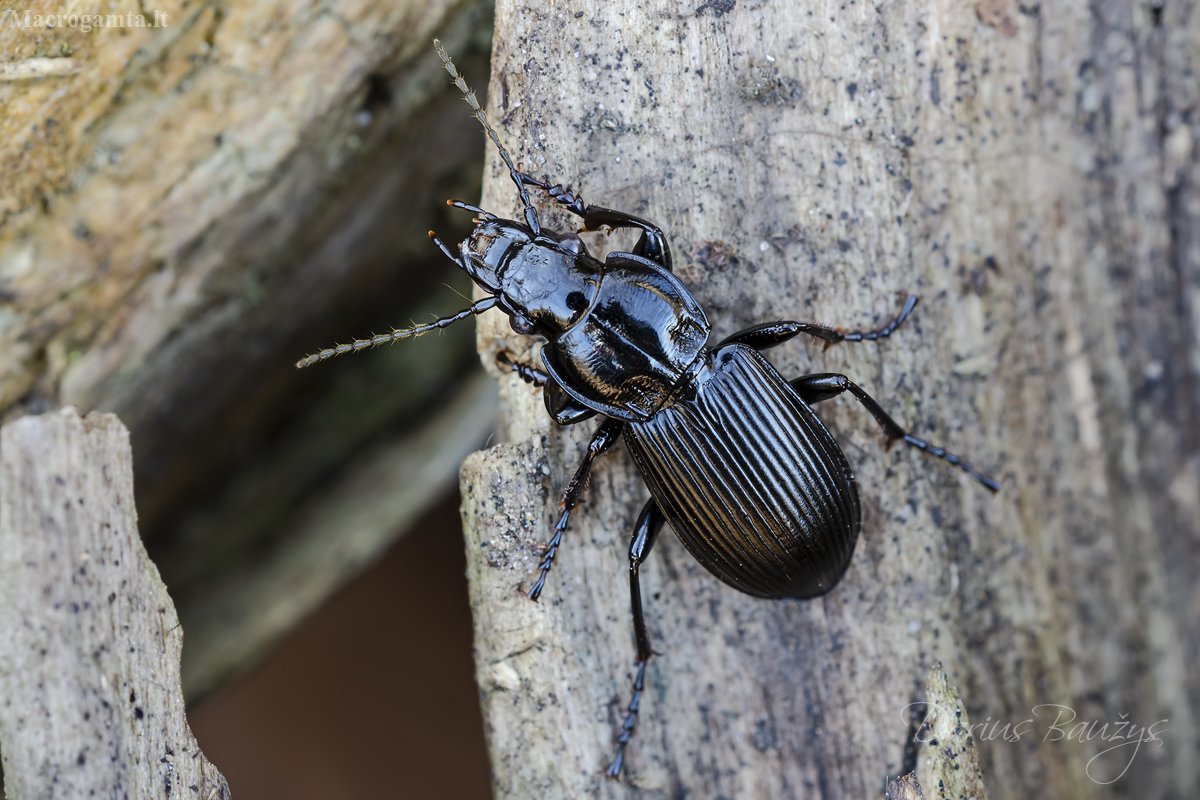 Жук Рогач Крылья