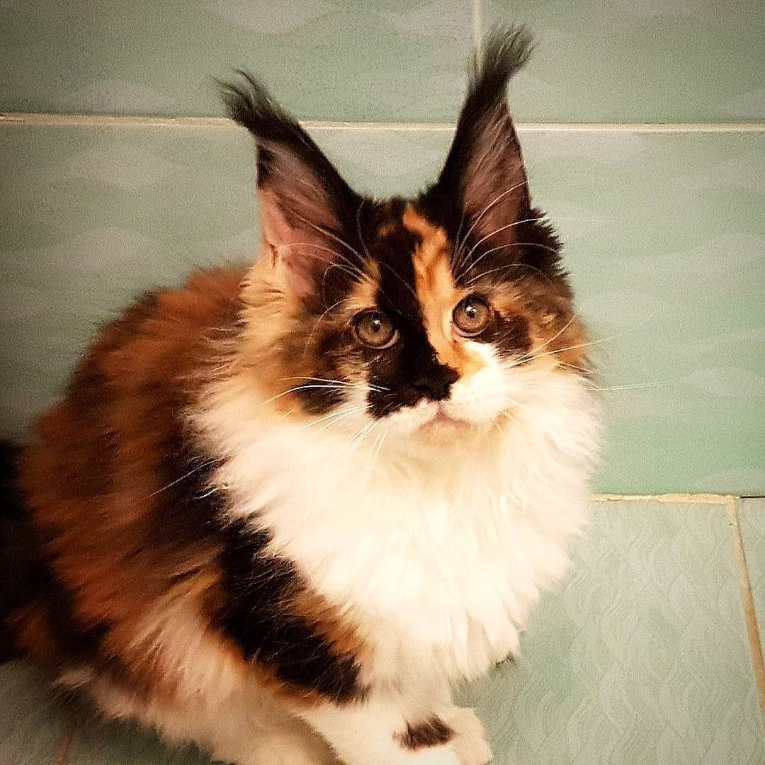 Сибирская черепаховая кошка