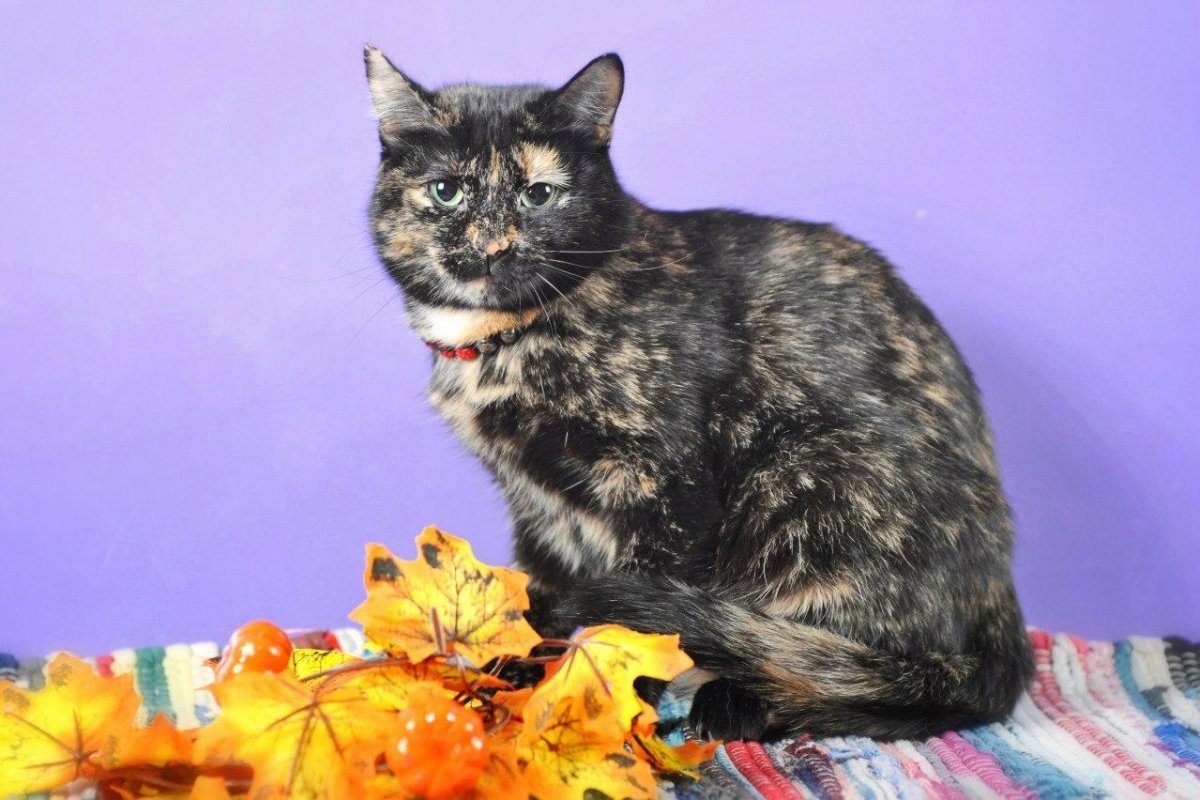 Курильский бобтейл биколор