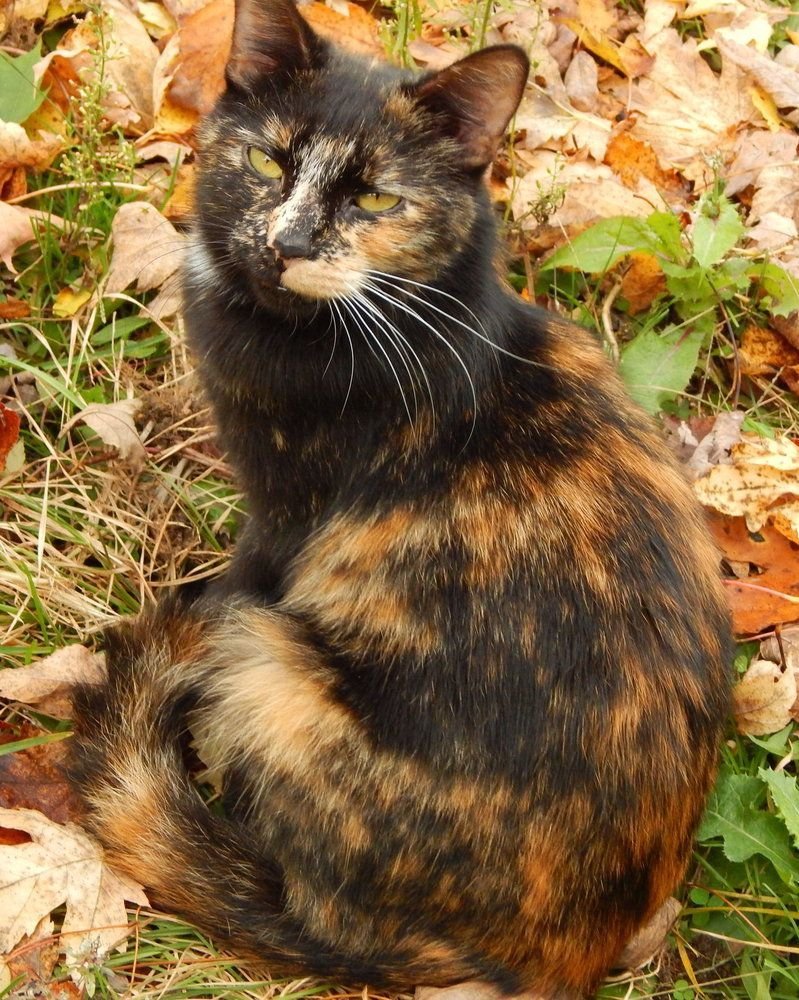 Британская вислоухая кошка черепаховый окрас