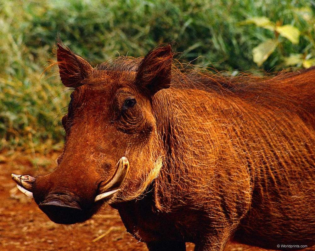 Кабан бородавочник