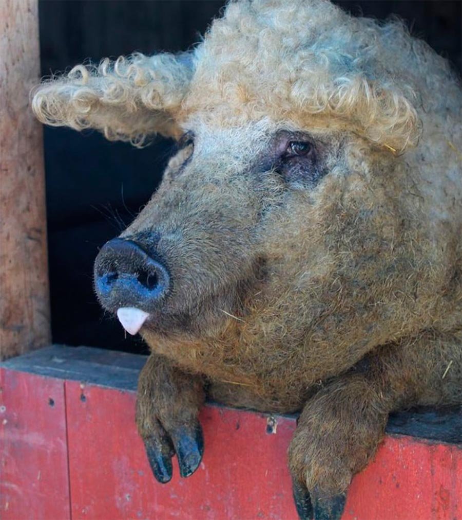 Лицо кабана