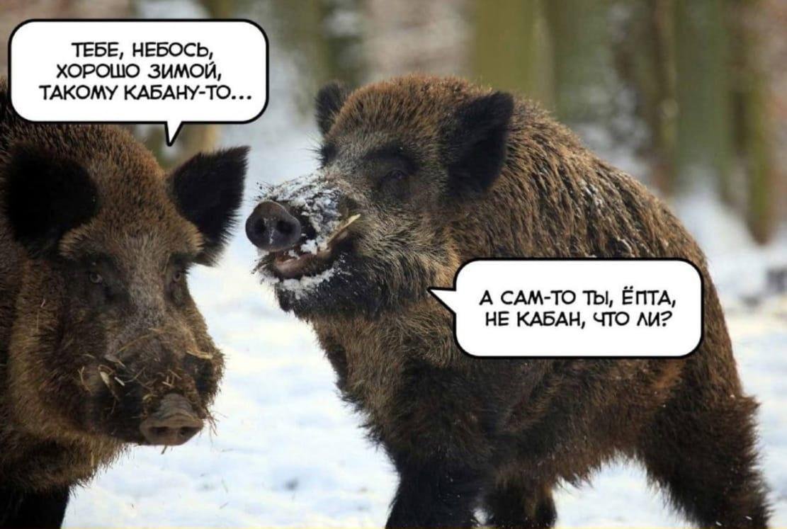 Кабан и свинья