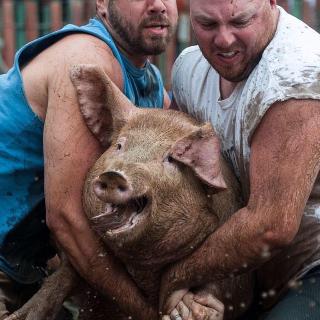 Кабан и добрый