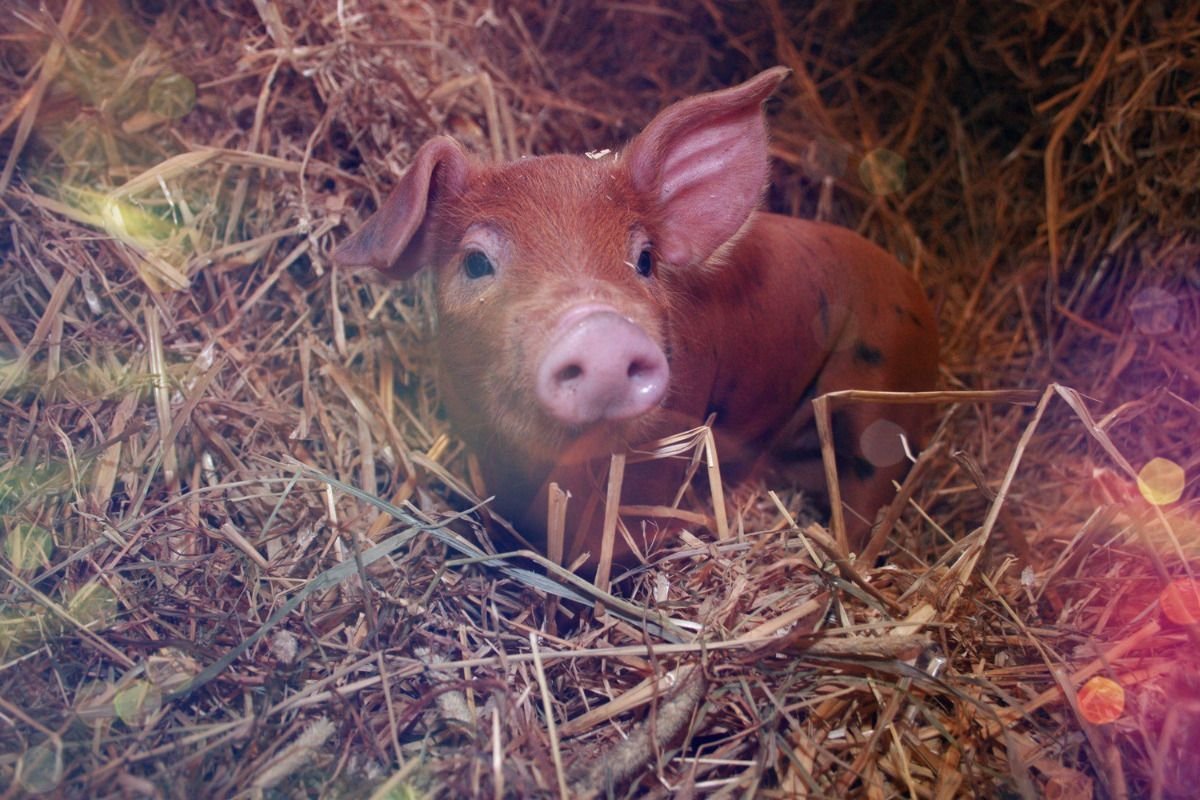 Я кабан мне пофиг