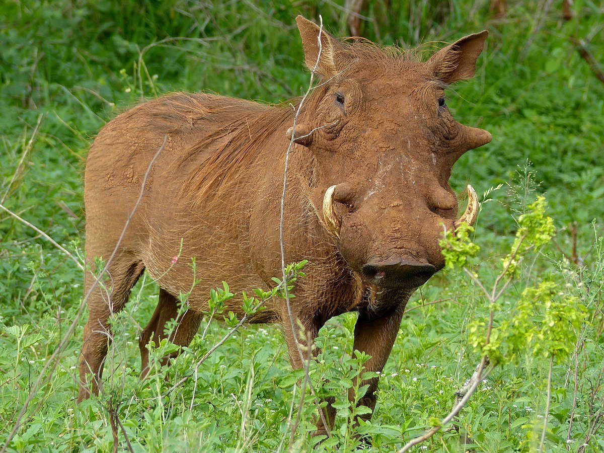 Кабан Краснодарского края
