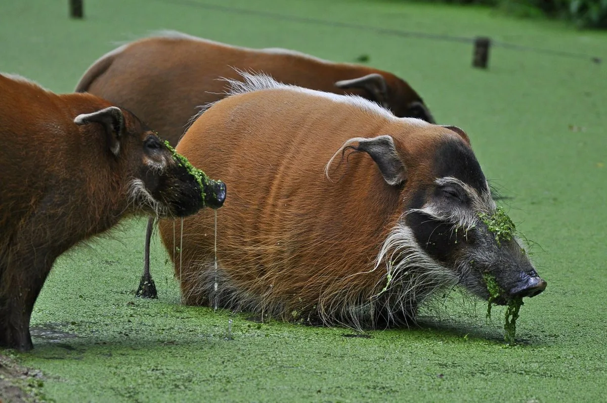 Речная кистеухая свинья