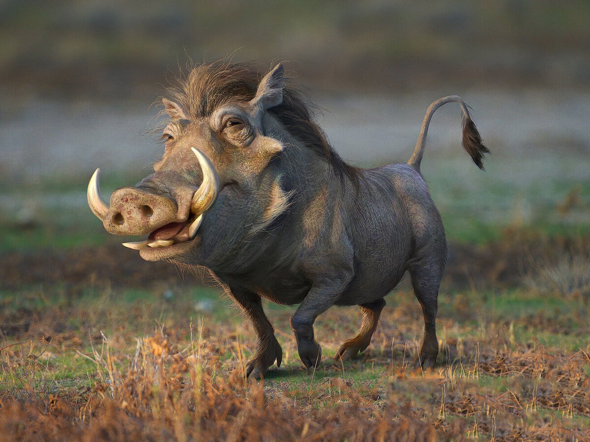 Поросята зимой