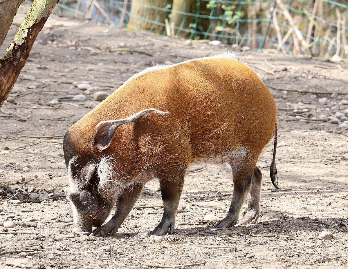 Рыжий хряк