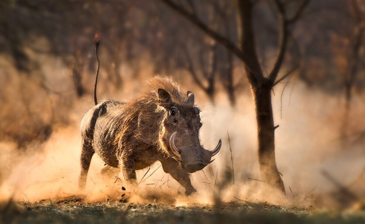 Порода рыжих поросят