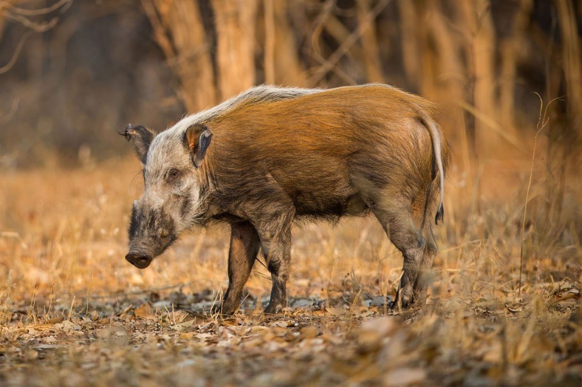 Кабан бородавочник