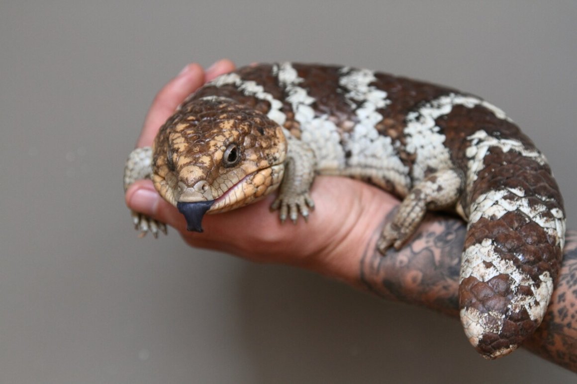 Короткохвостый сцинк