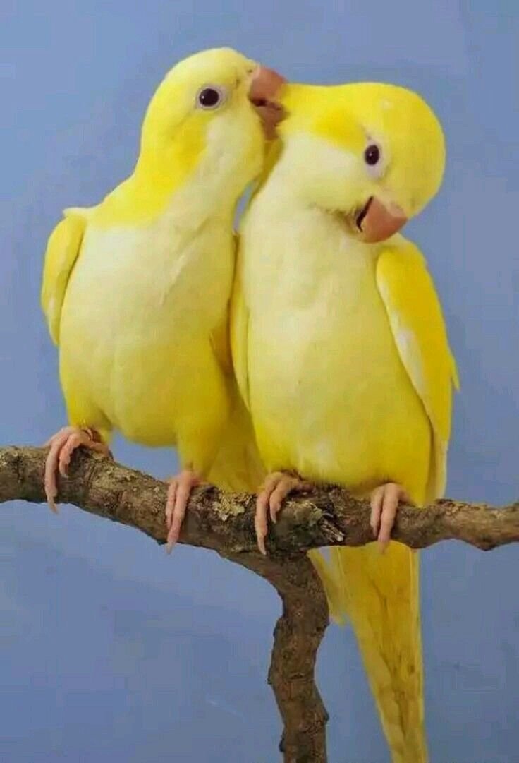 Желтые животные