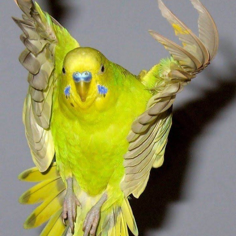 Волнистый попугай Арлекин