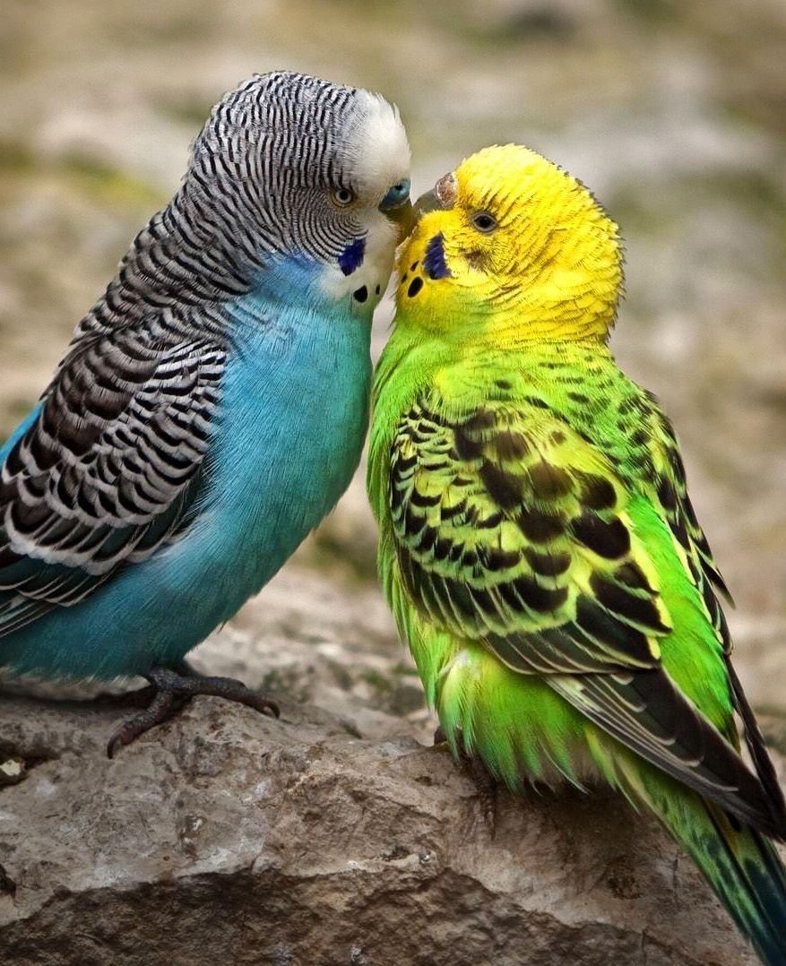 Волнистые попугайчики неразлучники