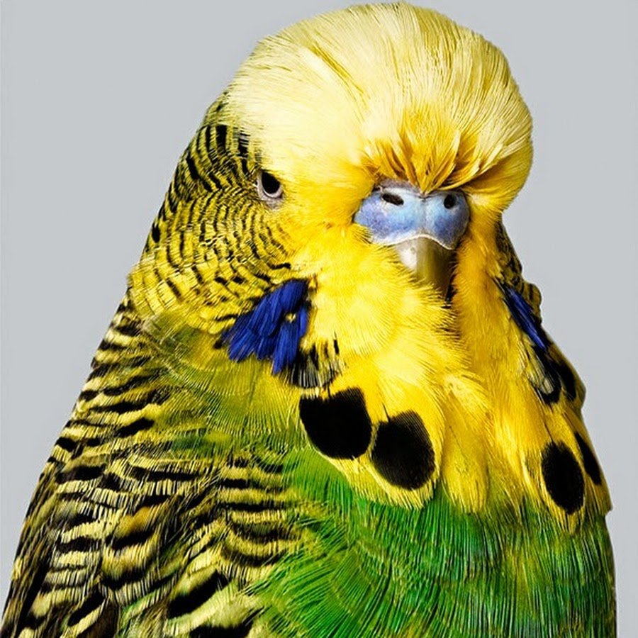 Волнистый попугай Арлекин