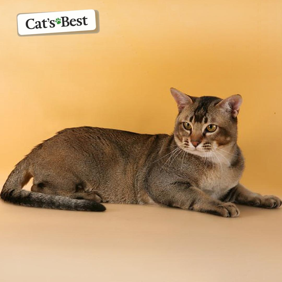 Азиатская табби кошка