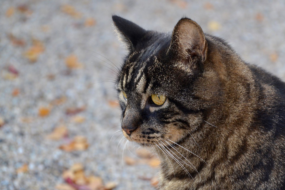 Тэбби Кэт черный