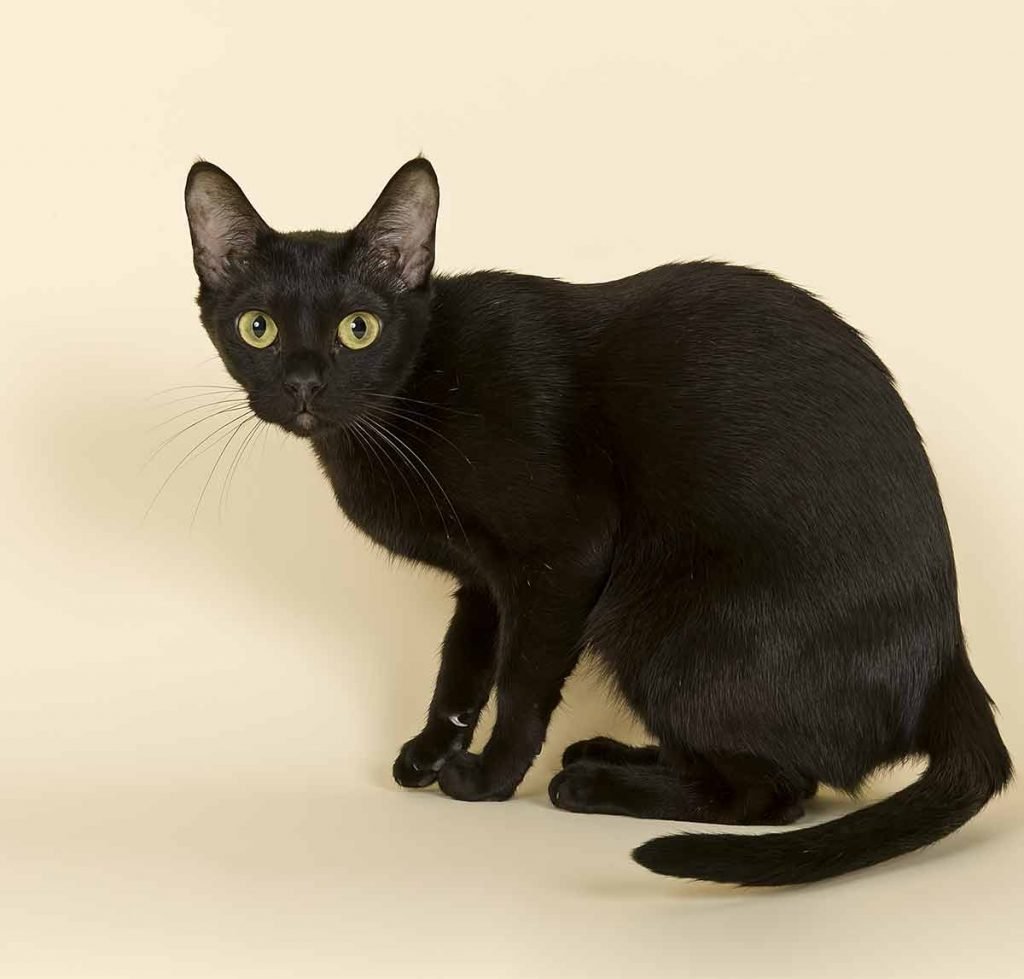 Азиатская табби кошка черная