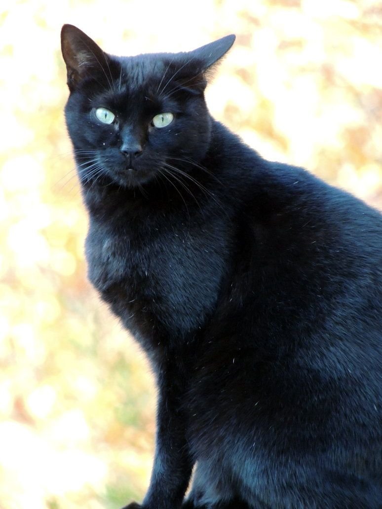 Английская черная кошка