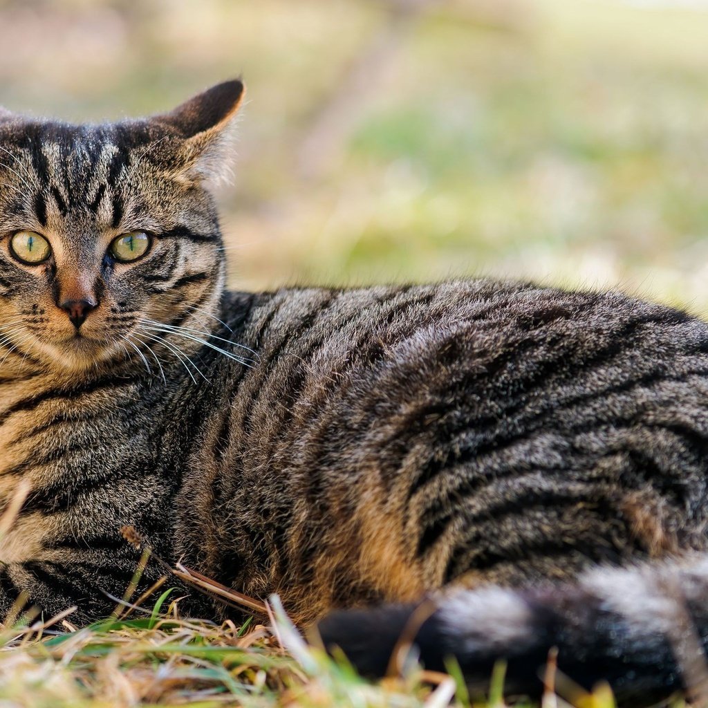 Европейская короткошерстная табби тигровый