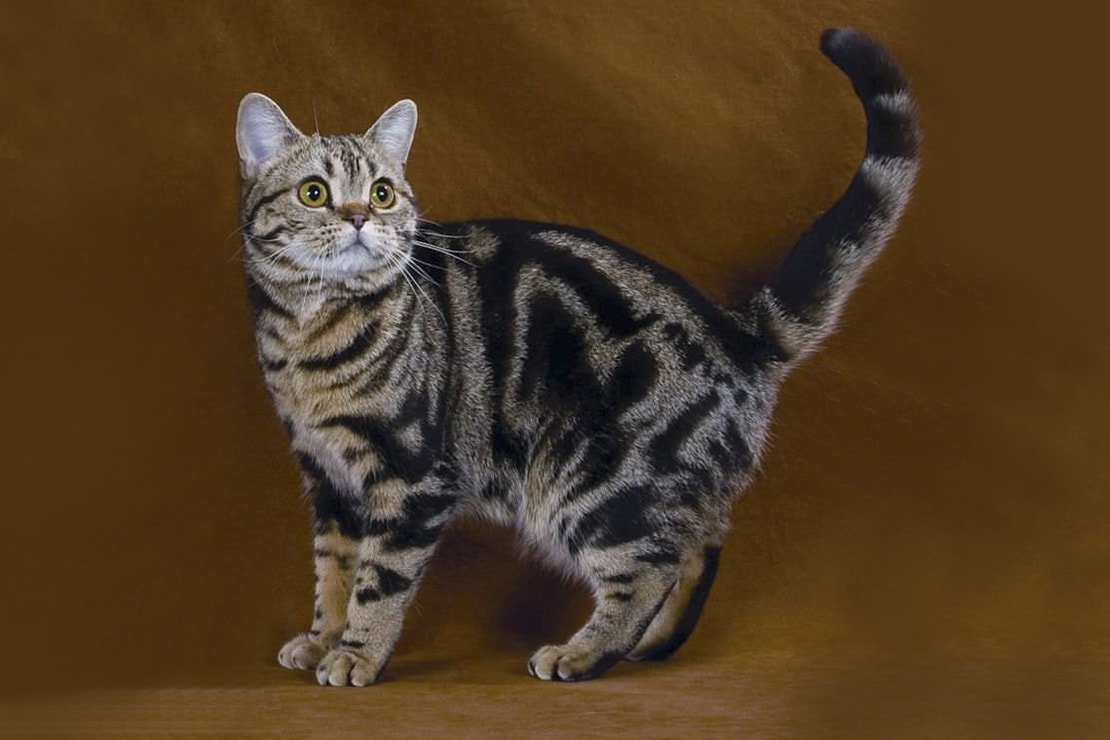 Мериканская короткошёрстная кошка