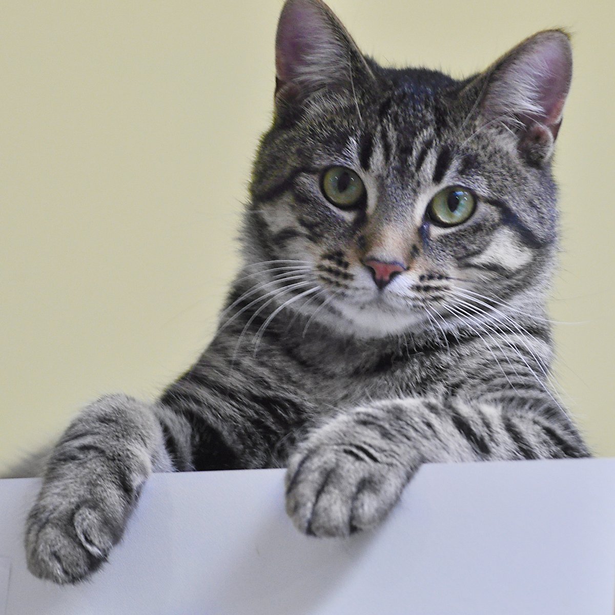 Азиатская табби полосатая