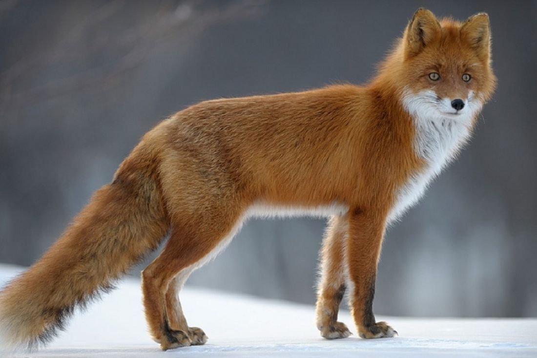 Жемчужная лиса