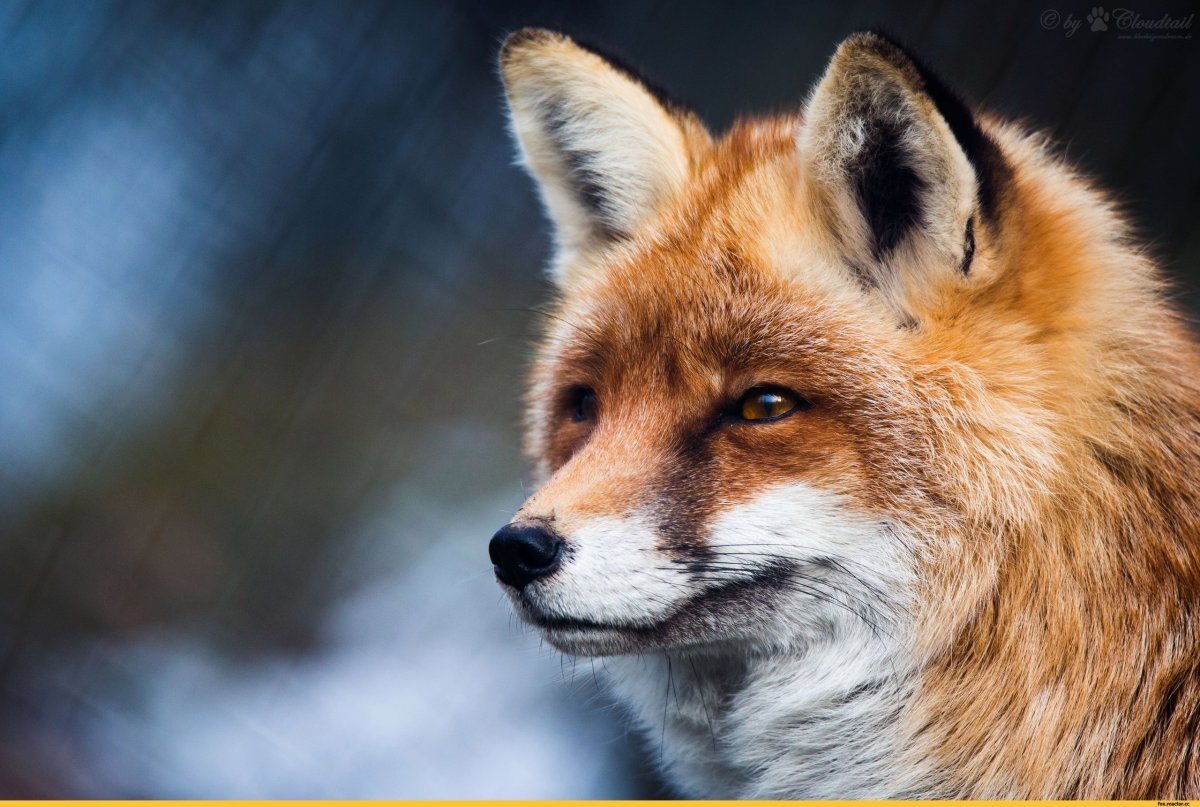 Крутая лиса