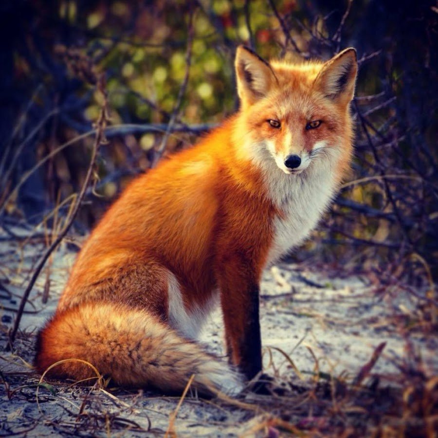Осенний Лис