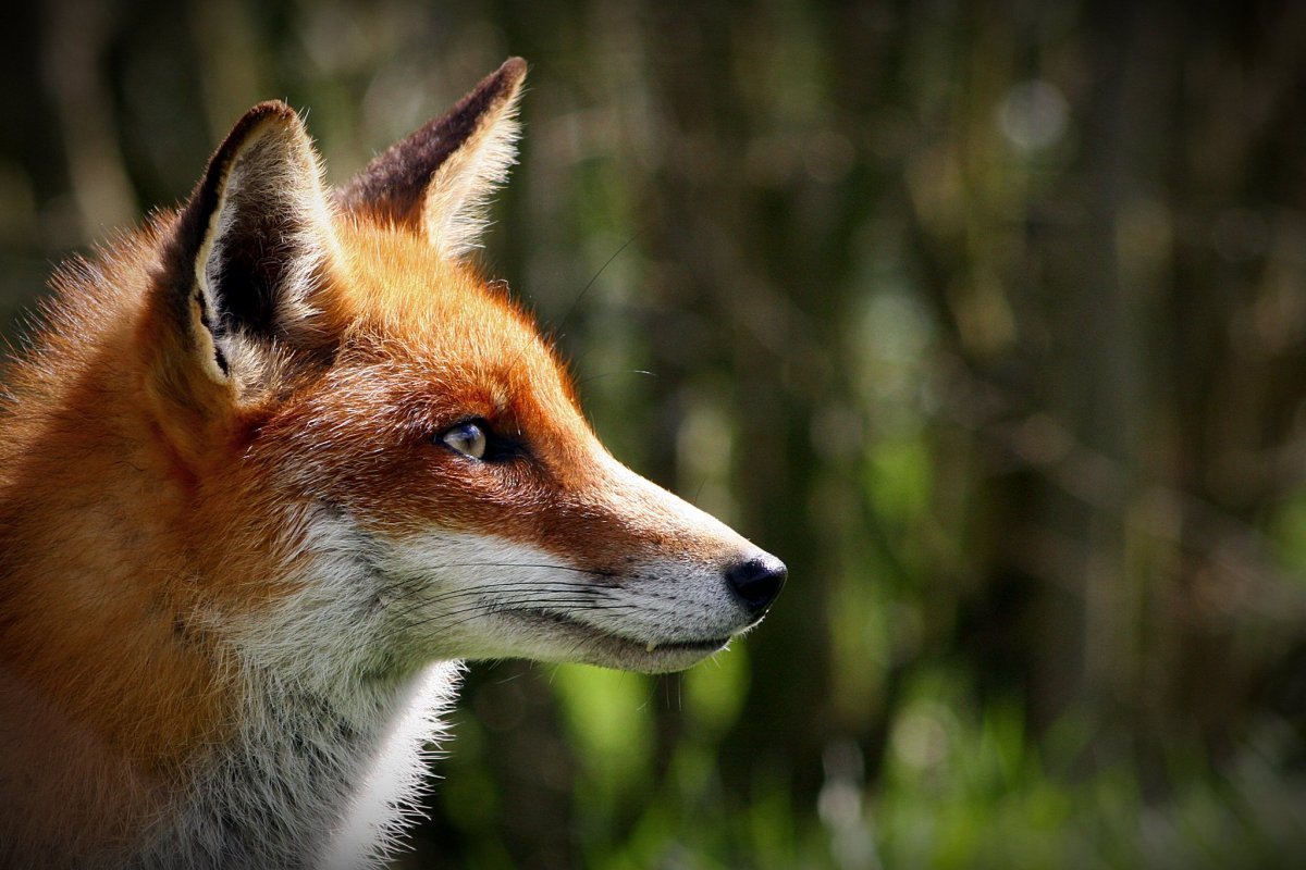 Лисья морда