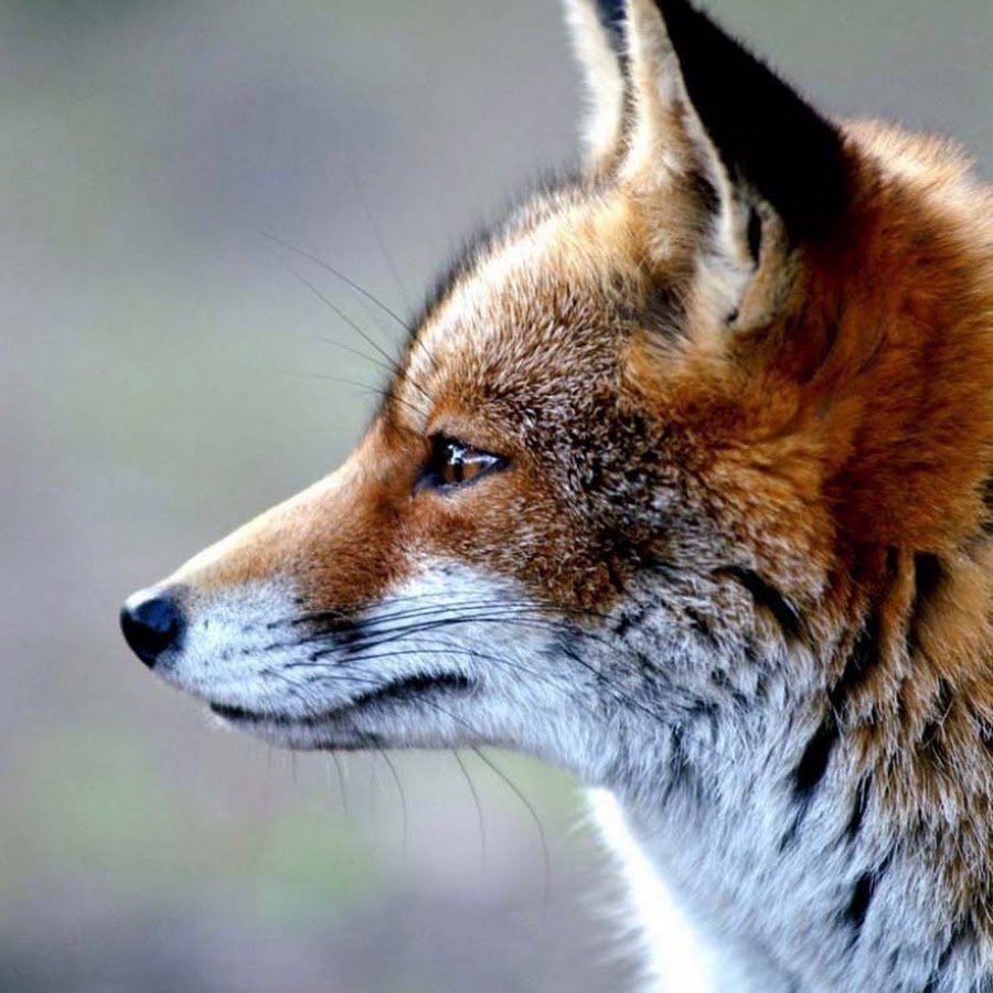 Профиль лисы