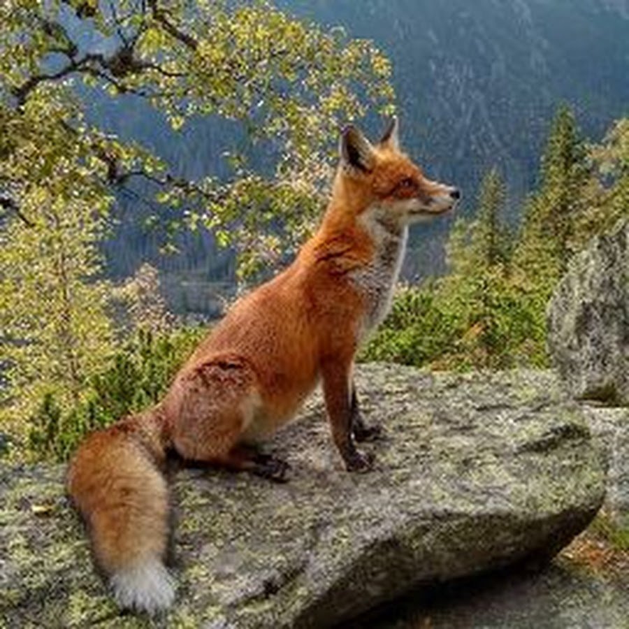 Жевелев лиса