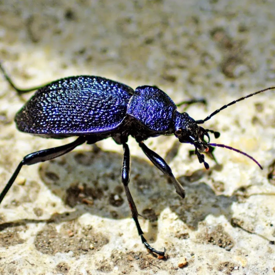 Жужелица Крымская